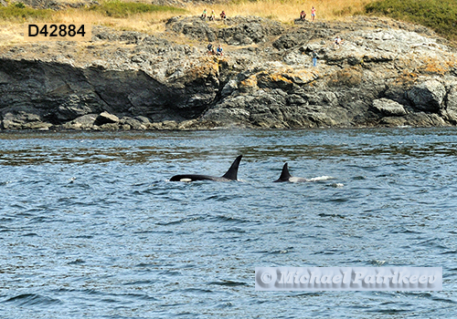 Killer Whale (Orcinus orca)